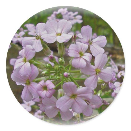 Wild Phlox Stickers