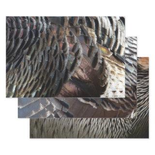 Wild Turkey Feathers I Abstract Nature Design  Sheets