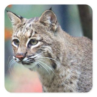 Wildlife Bobcat Photo Square Sticker