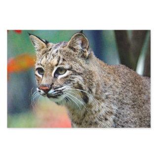 Wildlife Bobcat Photo  Sheets