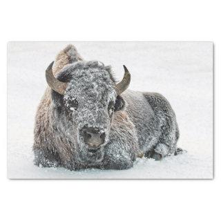 Wildlife Buffalo Snow Photo Tissue Paper