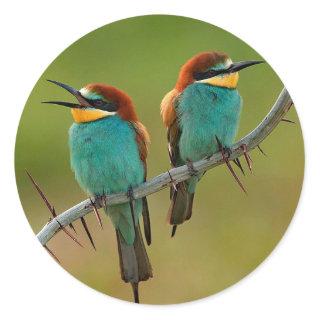 Wildlife Colorful Bee Eater Photo Classic Round Sticker