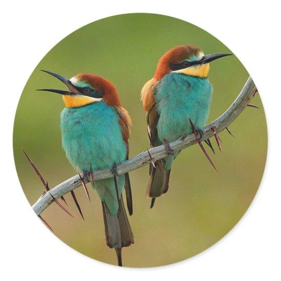 Wildlife Colorful Bee Eater Photo Classic Round Sticker