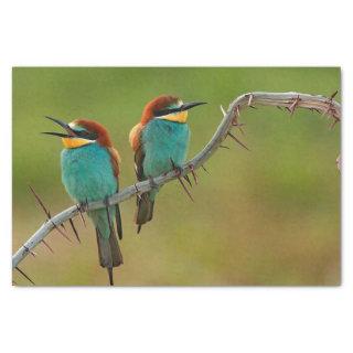 Wildlife Colorful Bee Eater Photo Tissue Paper
