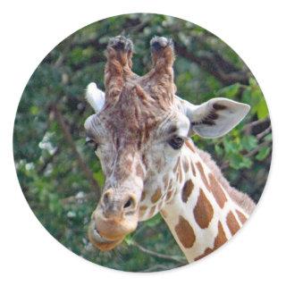 Wildlife Giraffe Photo Classic Round Sticker