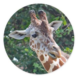 Wildlife Giraffe Portrait Photo Classic Round Sticker