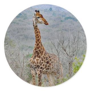 Wildlife Giraffe Savannah Photo Classic Round Sticker