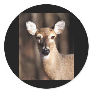 Wildlife Whitetail Deer Doe Portrait Classic Round Sticker