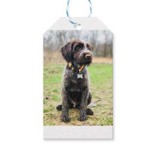 Wirehaired pointing Griffon puppy Gift Tags