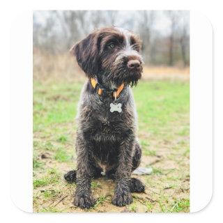 Wirehaired pointing Griffon puppy Square Sticker