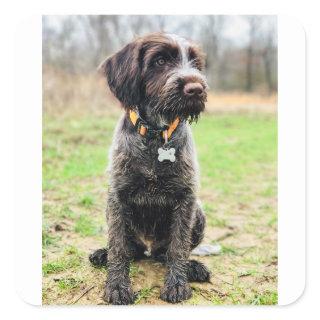 Wirehaired pointing Griffon puppy Square Sticker