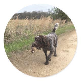 Wirehaired Pointing Griffon quail hunting sticker