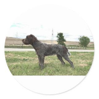 Wirehaired Pointing Griffon Sticker