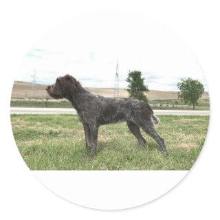 Wirehaired Pointing Griffon Sticker