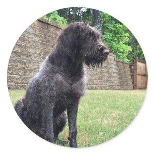 Wirehaired Pointing Griffon Sticker
