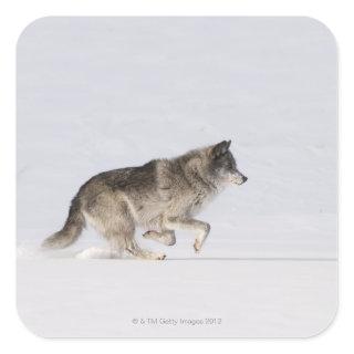 Wolf running in the snow 2 square sticker