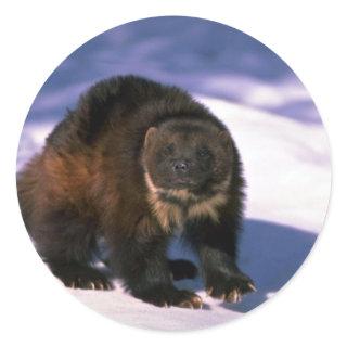 Wolverine on snow classic round sticker