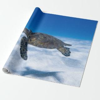 Wonderful Aquatic Turtle