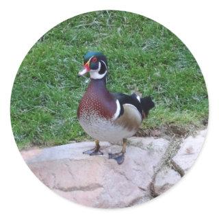 Wood Duck #4 Stickers