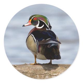 Wood Duck male on log in wetland Classic Round Sticker