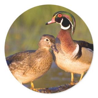 Wood Ducks and female on log in wetland Classic Round Sticker