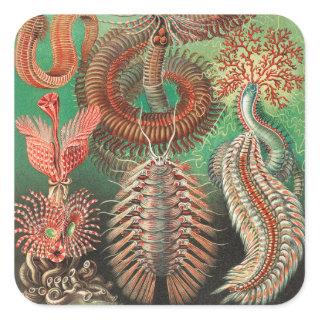 Worms, Annelids Chaetopoda by Ernst Haeckel Square Sticker