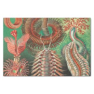 Worms, Annelids Chaetopoda by Ernst Haeckel Tissue Paper