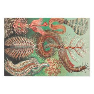 Worms, Annelids Chaetopoda by Ernst Haeckel  Sheets