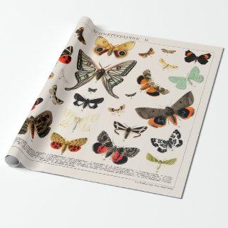 : ANTIQUE BUTTERFLY AND MOTH CHART