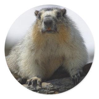 Yellow Bellied Marmot Classic Round Sticker