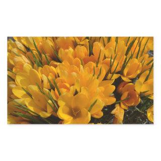 Yellow Crocus flavus - Golden Yellow Flowers  Rectangular Sticker