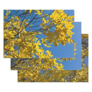 Yellow Leaves on Fall Ash Tree Nature Photography  Sheets