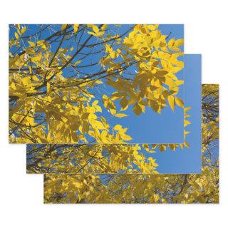 Yellow Leaves on Fall Ash Tree Nature Photography  Sheets