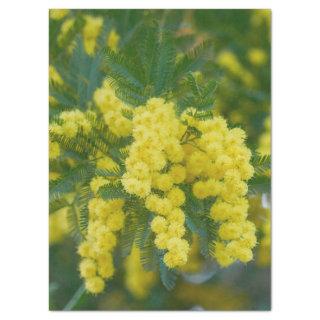 yellow mimosa in bloom credit card bottle opener tissue paper