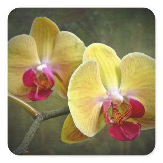 Yellow Moth Orchids - Phalaenopsis Square Sticker