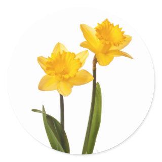 Yellow Spring Daffodils on White Classic Round Sticker