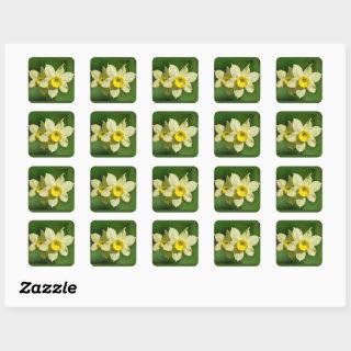 Yellow Spring Daffodils  Square Sticker