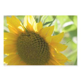 yellow sunflower close up  sheets