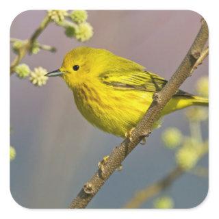 Yellow Warbler Dendroica petechia) adult Square Sticker
