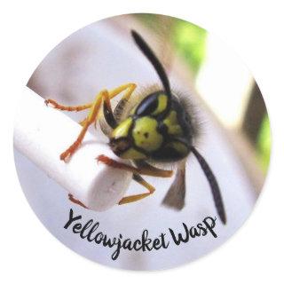 Yellowjacket Wasp (Vespulae) Cute Face Classic Round Sticker