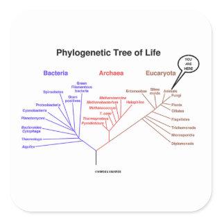 You Are Here Phylogenetic Tree Of Life (Biology) Square Sticker