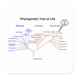 You Are Here Phylogenetic Tree Of Life (Biology) Square Sticker