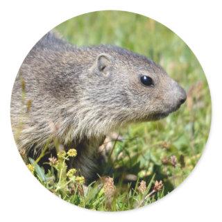 Young Alpine marmot in grass Classic Round Sticker