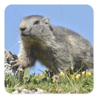 Young Alpine marmot Square Sticker