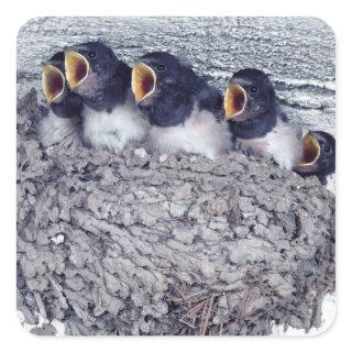 young barn swallows square sticker