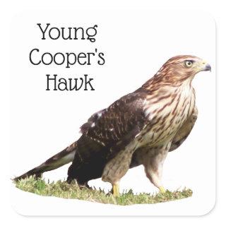 Young Cooper's Hawk Square Sticker