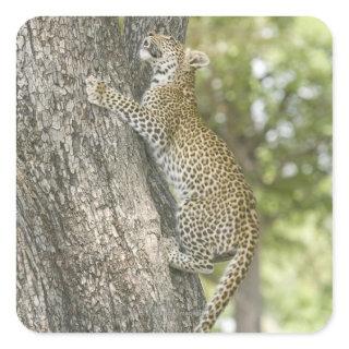 Young male leopard (Panthera Pardus) climbing Square Sticker