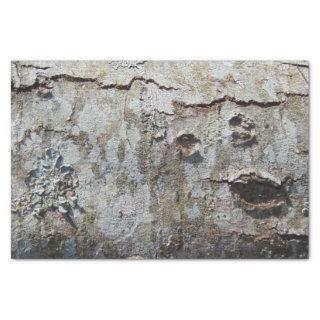 Young Maple Tree Bark 0041 Tissue Paper