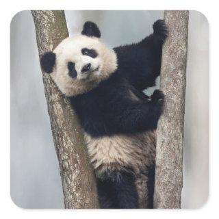Young Panda climbing a tree, China Square Sticker