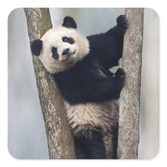 Young Panda climbing a tree, China Square Sticker